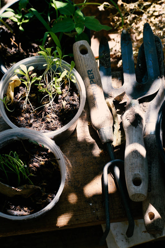 Gardening: A Hobby That Promotes Longevity and Joy