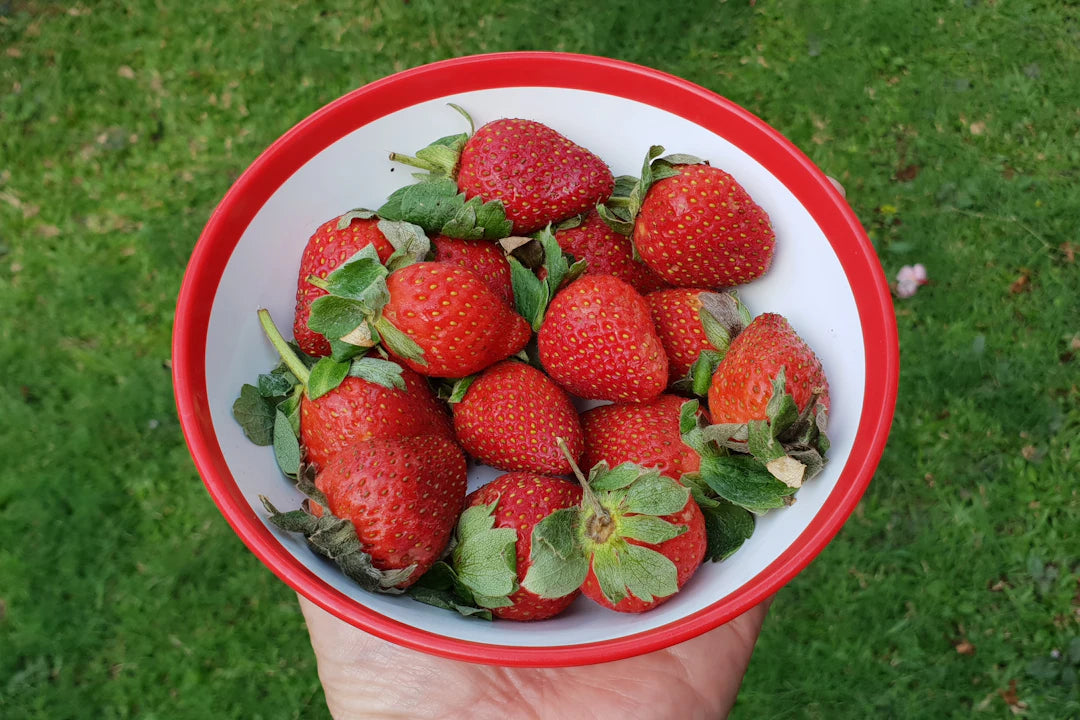 The Role of Nutrition in Lifespan Extension