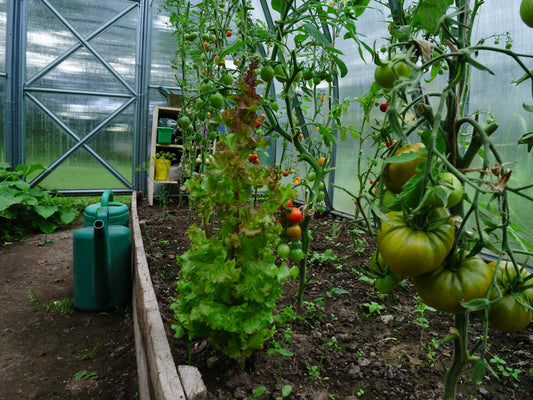 Sustainable Living for a Healthy Future