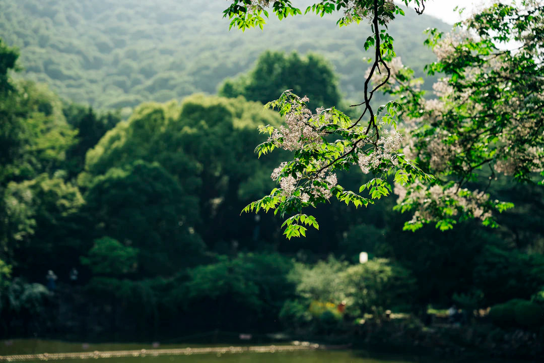 The Impact of Environment on Lifespan in Today's World