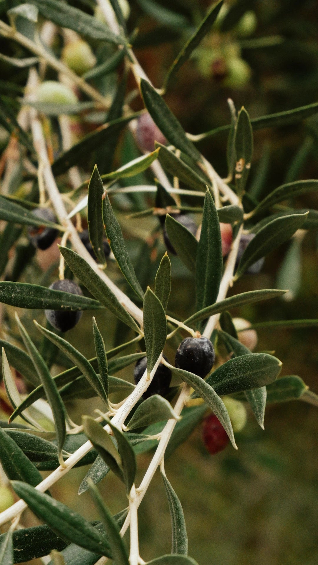 Premium C60 Olive Oils for Enhanced Longevity