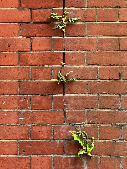 Cultivating Resilience for a Longer, Healthier Life