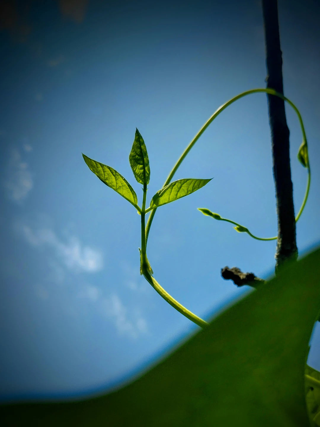 Nurturing a Growth Mindset for Better Ageing